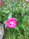 Božur, rozi cvijet, stara sorta