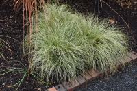 Ukrasna trava / Carex Frosted Curls / SADNICE