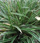 Carex morrowii, šarenolisna niska trava