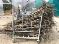 CIJEPLJENI ORAH (eco certifikat) Hrvatski proizvod, RASADNIK ŽIŽEK