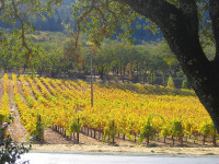 Cijepovi kontejnirani (sadnice) loze, lozni cijepovi sadnice grožđa