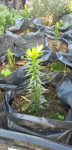 Čileanski bor   aracuaria aracuana   sadnice
