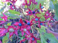 CLERODENDRON----sadnice