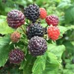Crna malina (Rubus occidentalis) - sadnice + upute za uzgoj