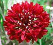 Različak crveni / Centaurea / Sjeme