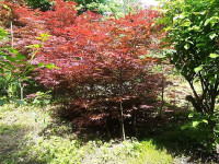 Crvenolisni javor (Acer palmatum)