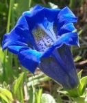 Cvijet Encijan plavi