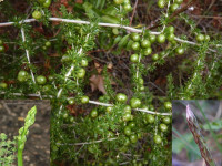 DIVLJA ŠPAROGA - sjeme (20x)