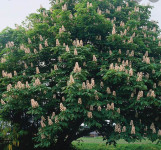 Divlji kesten / Aesculus hippocastanum