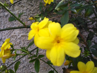 Dupli žuti jasmin