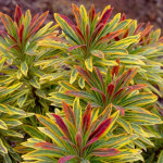 Euphorbia Ascot Rainbow / SADNICE