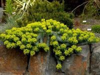 Euphorbia Myrsinites / Sjeme