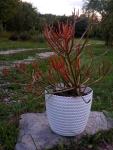 Euphorbia tirucalli - Sticks On Fire , SADNICE