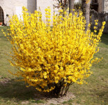 Forsythia / Forzicija velike sadnice