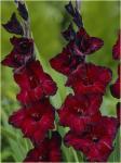 Gladiola (Gladiolus hybridum) - lukovice (10 komada)