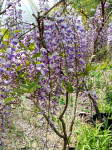 Glicinija  --Wisteria sinensis