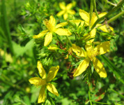 Gospina trava cvijet,Ulje gospine trave,Sušena gospina trava,kantarion