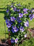 Hibiskus sadnice- plave i bijele boje cvijeta-akcija!!!