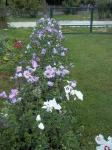 HIBISKUS vrtni, živa ograda (150cm,10 god.)