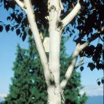 Himalajska breza (betula utilis var. jacquemontii) - sadnica