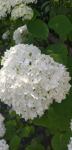 Hortenzija Anabell sadnice -Hydrangea Macrophylla