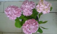 Hortenzije / roza i plava / Hydrangea