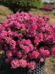 Azalea japonica Kermesina Rosea,  visina 35cm/širina 50cm