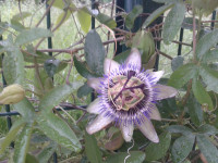 ograda Isusova kruna-Pasiflora; SADNICE