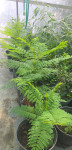 Jacaranda Jacaranda mimosifolia sadnice