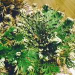 Velika Jerihonska ruža (biljka uskrsnuća), ORGINALNA  Rose of Jericho