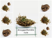 Velika Jerihonska Ruža