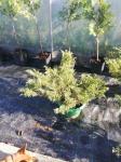 Juniperus, pokriva tla