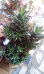 Kaktus aloa