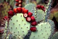 Kaktus / Indijska smokva crvena / Sjeme