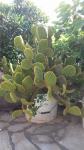 kaktus,kaktusi lijepi veliki za sadnju pored vila