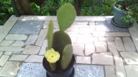 Kaktus - Opuntia Scheeri