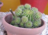 Kaktusi , kaktus loptice , sukulent