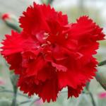 Karanfil / Dianthus Grenadin Scarlet / SADNICE