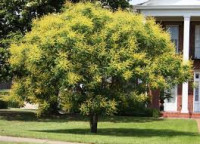 KELREUTERIJA MEDONOSNO DRVO