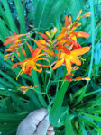Krokozmia, lat. Crocosmia montberetia sadnica
