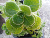 KUBANSKI ORIGANO, Origano Cubano