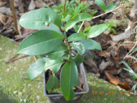 Ligustrum, Kalina, sadnica