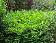 Lovor višnja pokrivač tla / sadnice / P.laurocerasus Green Carpet