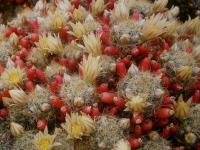 Mammillaria prolifera kaktus - sjeme