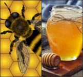 Medonosni mix za pčelare / Sjeme
