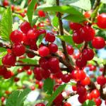 Mongolska tresnja/Nanking cherry-Prunus Tomentosa,