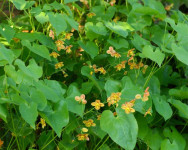 Narančasti epimedium, sadnice