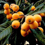 Nešpula, nešpola ili japanska mušmula Eriobotrya japonica , Loquat
