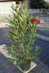 Oleandri, Oleander  1m +(Proljeće2023) sve boje