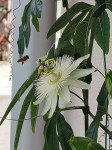 Passiflora caerulea "constnace eliot" bijela